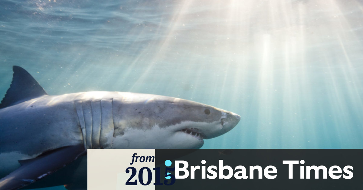App to track sharks in Queensland on your smartphone